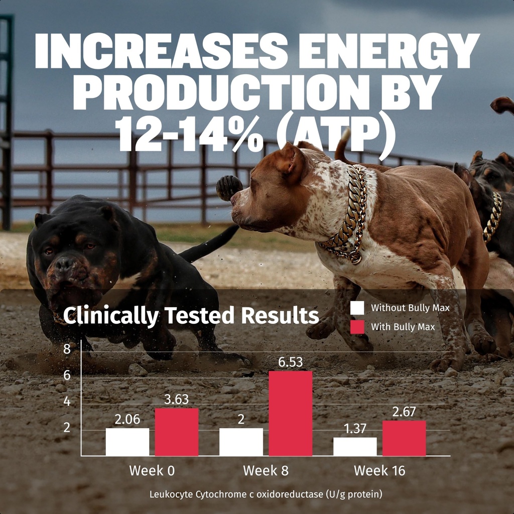 bully-max-3-in-1-liquid-dog-muscle-build-2.jpg