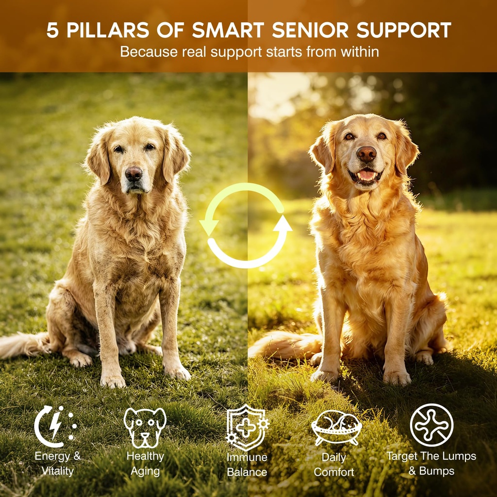 turkey-tail-mushroom-for-dogs-senior-dog-5.jpg