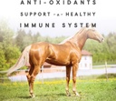 manna-pro-sho-glo-supplement-for-horses--5.jpg