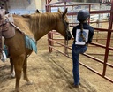 synchill-oral-horse-calming-gel-100-natu-5.jpg