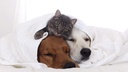 i-love-my-pets-llc-heart-supplements-for-4.jpg