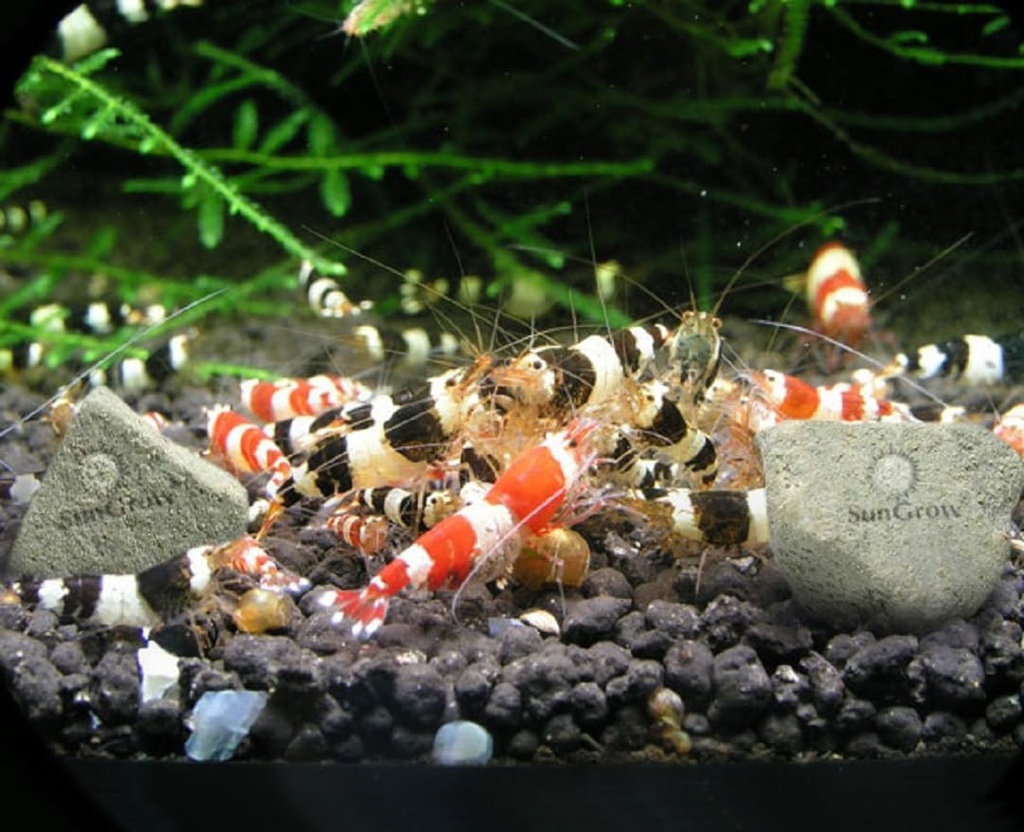 sungrow-shrimp-rocks-calcium-magnesium-r-5.jpg