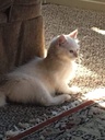 i-love-my-pets-llc-cat-heart-supplements-3.jpg