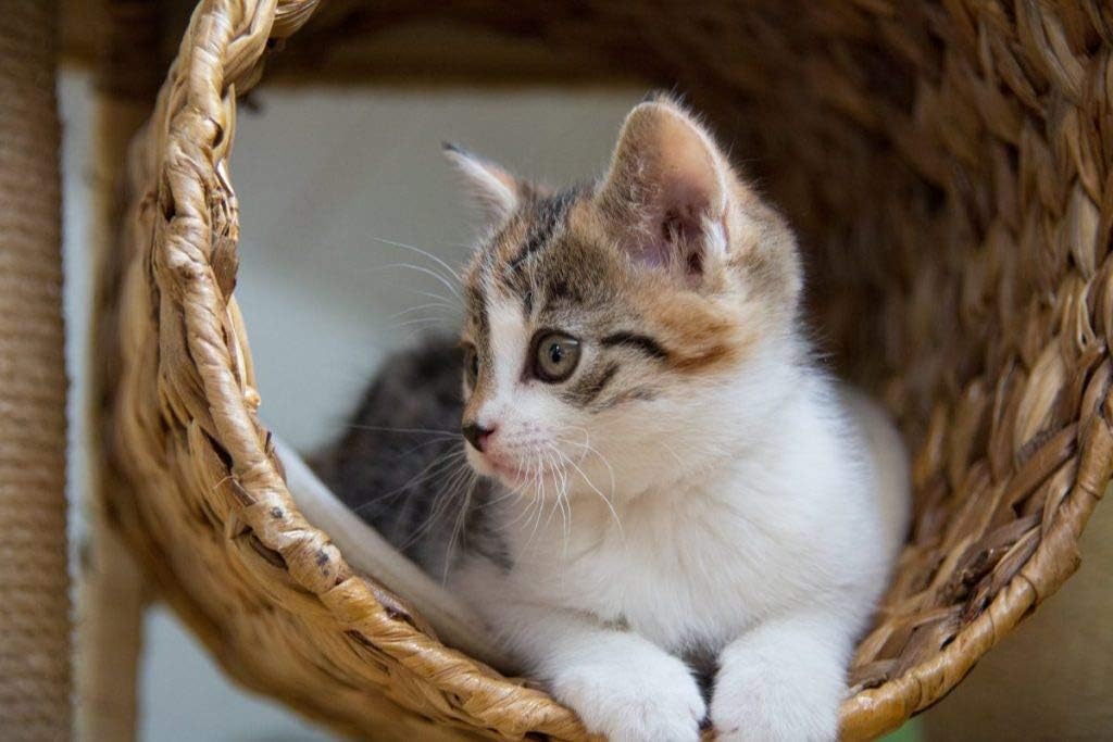 i-love-my-pets-llc-cat-heart-supplements-4.jpg