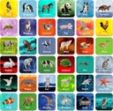 Hebayy 36 Pair Animal Matching Game Flash kártyák eltávolítható (Minden intézkedés 2 "X 2")